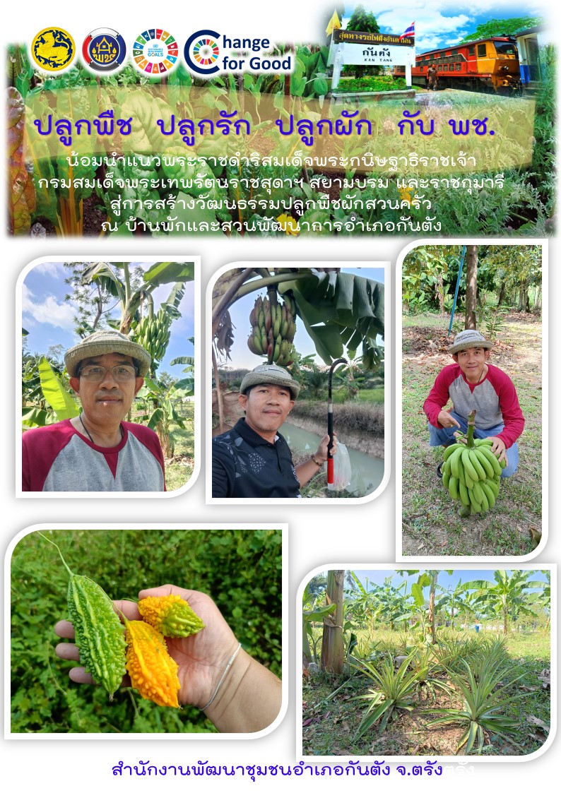 พช.กันตัง น้อมนำแนวพระราชดำริสมเด็จพระกนิษฐาธิราชเจ้า  กรมสมเด็จพระเทพรัตนราชสุดาฯ สยามบรม และราชกุมารี  สู่ปฏิบัติการปลูกพืชผักสวนครัว  เพื่อสร้างความมั่นคงทางอาหาร